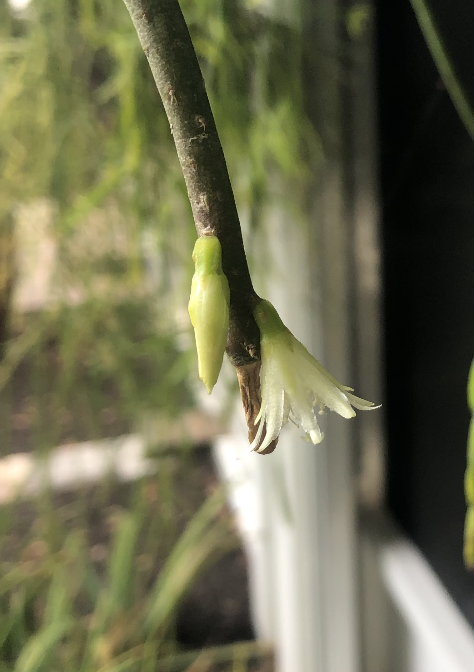 http://www.cloudjungle.com/cloudjungle/Cactaceae/Lepismium/Lepismium lumbricoides flower.jpeg